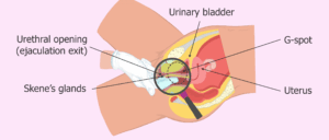 여성 사정(Female Ejaculation)