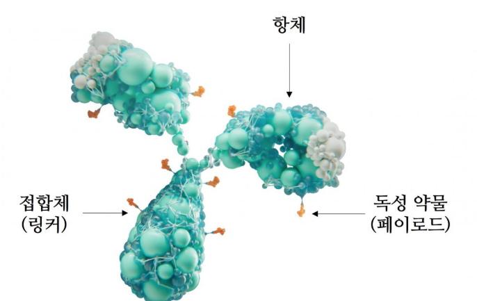 차세대 암치료 주사 adc
