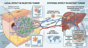 Cd40-암주사치료